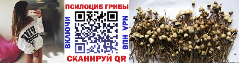 Псилоцибиновые грибы Psilocybine cubensis  Махачкала 